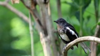 Daftar Gacor Alternatif: Tips Menemukan Suara Burung Terbaik
